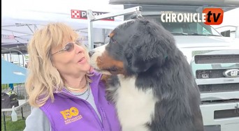 bernese