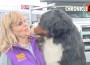 bernese
