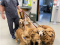 Dr. Wayne Boillat_2026 Westminster Vet of the Year (2)