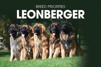 F BP Leonberger
