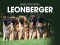 F BP Leonberger