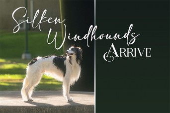 F Silken Windhounds Arrive