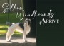 F Silken Windhounds Arrive
