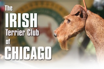F The Irish Terrier Club of Chicago