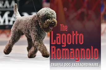 F The Lagotto Romagnolo