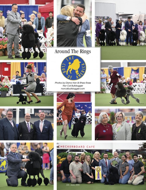 Around The Rings – Poodle Club Of America | Canine Chronicle