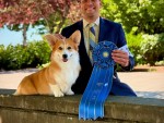 Linincorgi Peanut Butter & Limelite2
