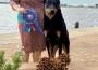 Luctator Canis Mayrau