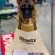 Moses GSD