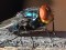 New World Screwworm