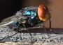 New World Screwworm