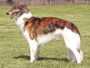 The Silken Windhound. Photo credit: Joyce Chin