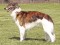 The Silken Windhound. Photo credit: Joyce Chin