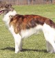 The Silken Windhound. Photo credit: Joyce Chin