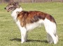 The Silken Windhound. Photo credit: Joyce Chin