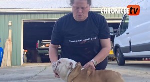 bulldog