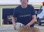 bulldog