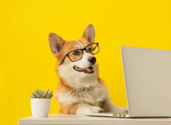 Cute,Corgi,Dog,Looking,At,Laptop,In,Glasses,On,Yellow