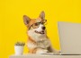 Cute,Corgi,Dog,Looking,At,Laptop,In,Glasses,On,Yellow