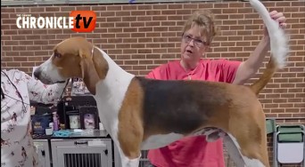 foxhound