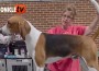 foxhound