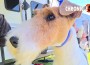wirefox