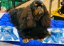 Clussexx Coronation Of A King From Sandscape.png