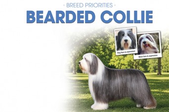 F BP Bearded Collie