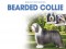 F BP Bearded Collie