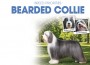 F BP Bearded Collie