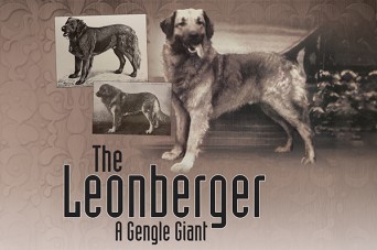 F The Leonberger