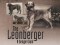 F The Leonberger