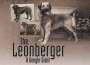 F The Leonberger