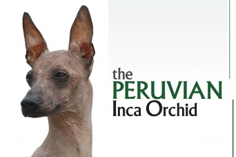 F The Peruvian Inca Orchid