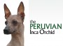 F The Peruvian Inca Orchid