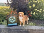 Jemstone's Nundawao Flame