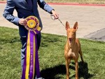 Osiris Quest For Sawyer’s Gold At Hallam