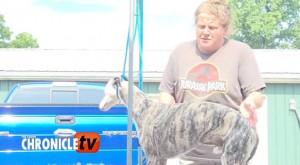 dogwet