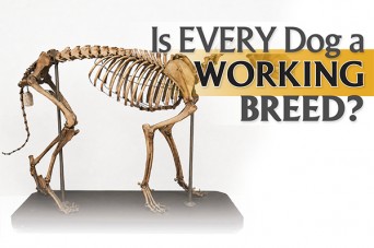 162 F Is Every Dog A Working Breed