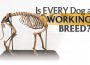 162 F Is Every Dog A Working Breed