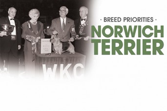 234 F BP Norwich Terrier