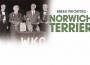 234 F BP Norwich Terrier