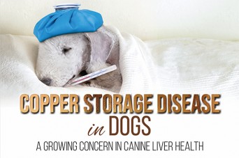 308 F Copper Storage Disease