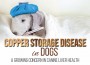 308 F Copper Storage Disease
