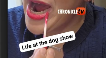 lifeatthedogshow