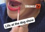 lifeatthedogshow