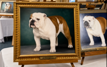 Bulldog Painting