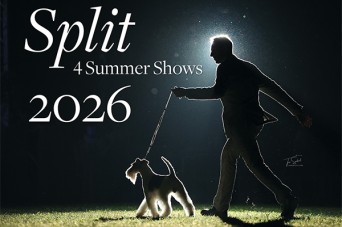 F 104 Split Summer Shows