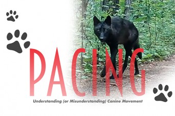 F 212 Pacing