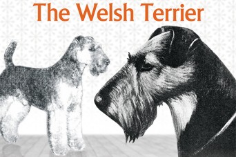 F 246 The Welsh Terrier